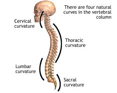 imagini coloana vertebrala